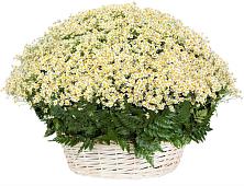 Цветочная композиция из Ромашки в корзине #REPLACE_PRED# Лахденпохье